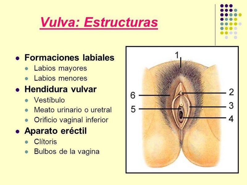 Vulva +Estructuras+Formaciones+labiales+Hendidura+vulvar.jpg